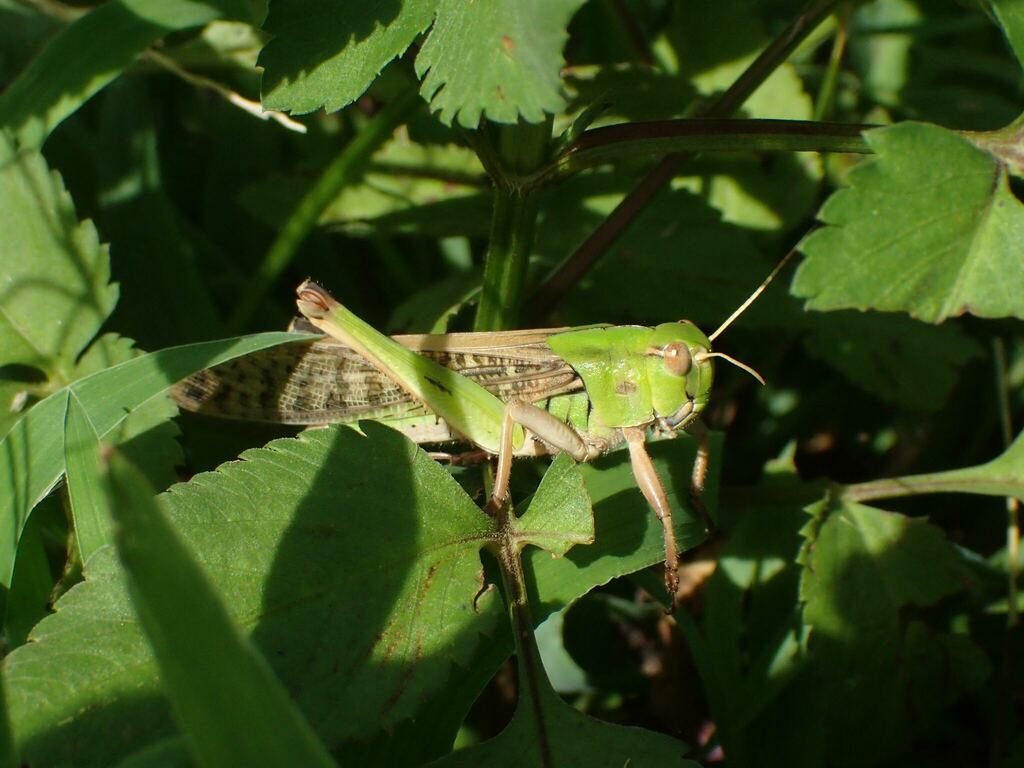 市民参加型調査の指標種に適する昆虫の例（トノサマバッタ）